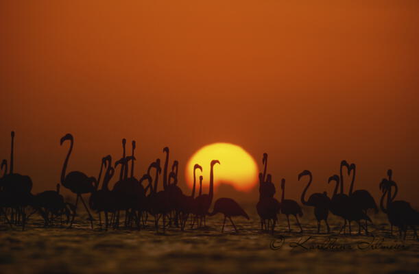 Flamingos at Sunrise_Rio Lagartos_Mexico