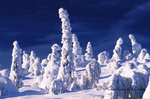 Snow covered Pine Trees_Kuusamo_Finland