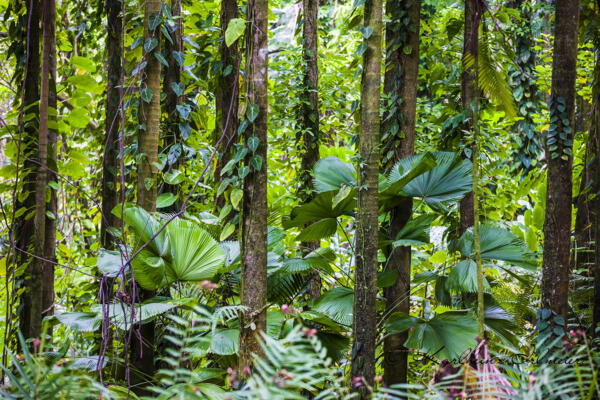 Bambuswald, Tropical Botanical Garden, Onomea Bay, Big Island, Hawaii