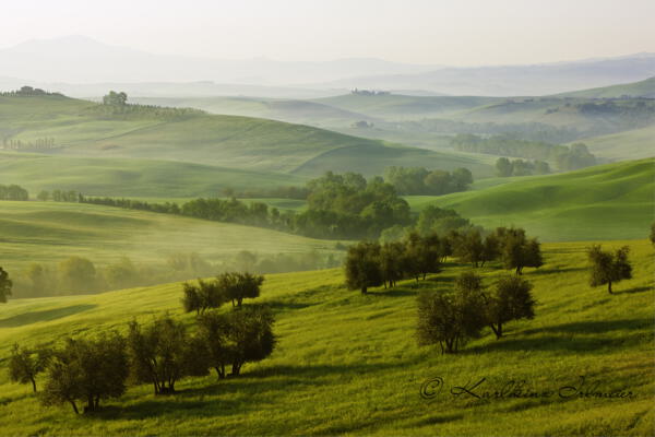 Olivenbäume in hügeliger grüner Landschaft, Toskana