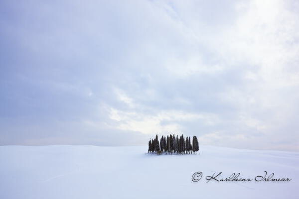 Zypressengruppe (Cupressus) bei San Quirico, verschneite Landschaft, Toskana