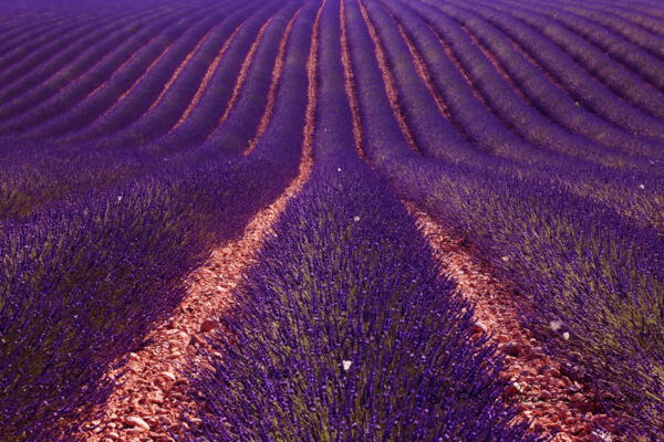 Lavendelfeld, Plateau de Valensole, Provence