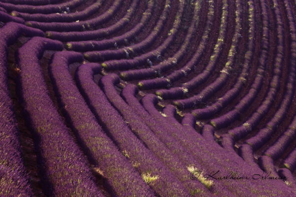 Lavendelfeld, Plateau de Valensole, Provence
