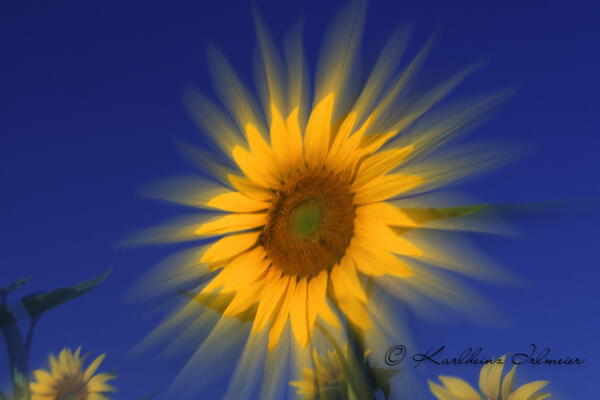 Sunflower_Provence_France