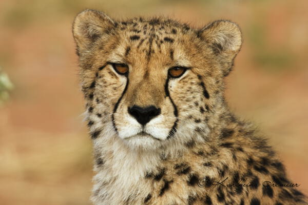 Gepard, Acinonyx jubatus, Okonjima, Namibia