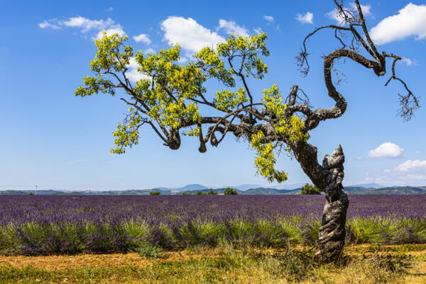 Alleinstehender Baum und Lavendelfeld, Plateau de Valensole