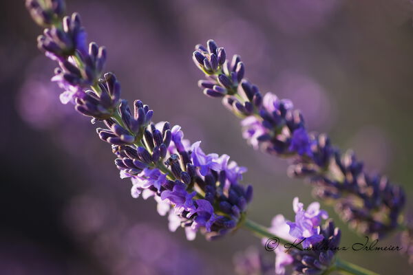 Lavender, Plateau de Valensole, Provence