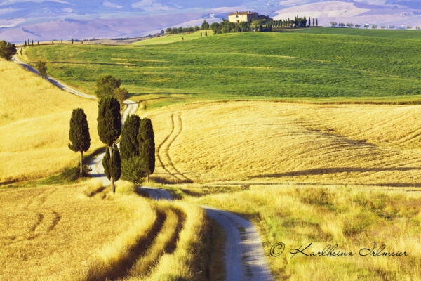 Zypressen (Cupressus) und Felder bei Terrapille, Pienza, Val d'Orcia, Toskana,