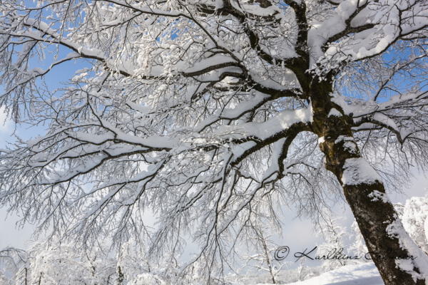 Snow covered Tree, Plitvice Nationalpark