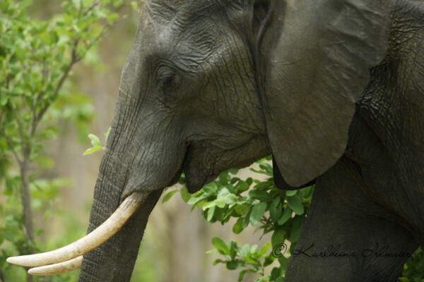 Elefant, Eephantidae, Etosha Nationalpark