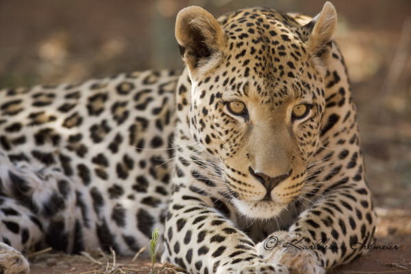 Leopard, Panthera pardus, Okonjima, Namibia