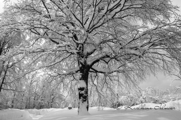 Snow covered Tree, Plitvice Nationalpark