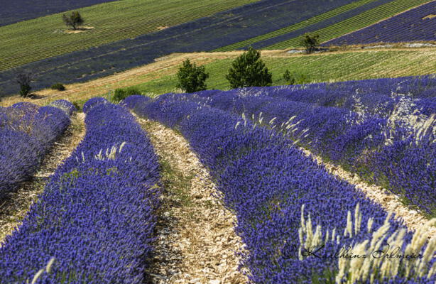 Lavendelfeld bei Ferrassiere, Provence