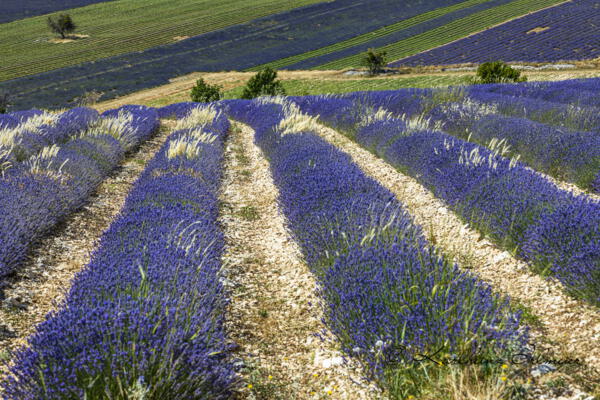 Lavendelfeld bei Ferrassiere, Provence