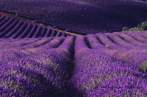 Lavender Field_Provence_France