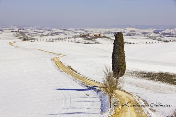 Zypresse an Weg bei Ville di Corsano, verschneite Landschaft, Toskana