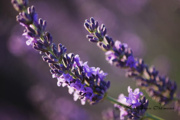 Lavendel, Plateau de Valensole, Provence