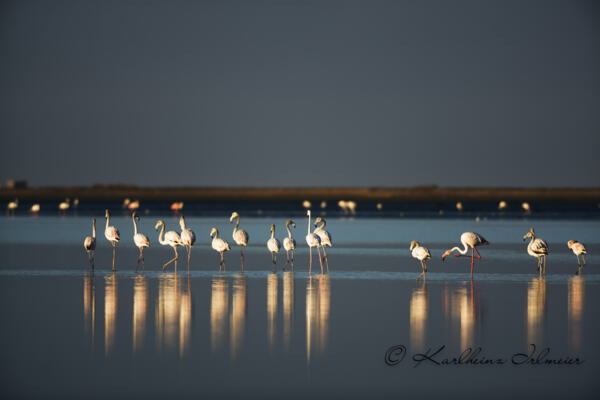 Flamingo, Phoenicopteridae, Walvis Bay