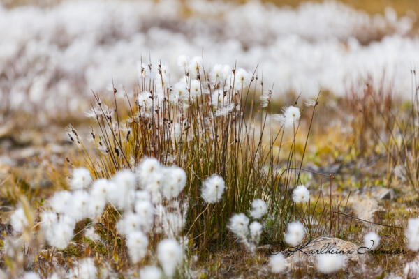 Cotton grass, genus eriophorum, Scoresby Sund