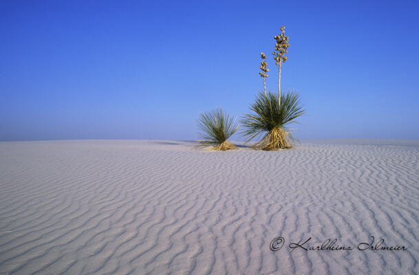Yucca Palm_White Sands National Monument_USA